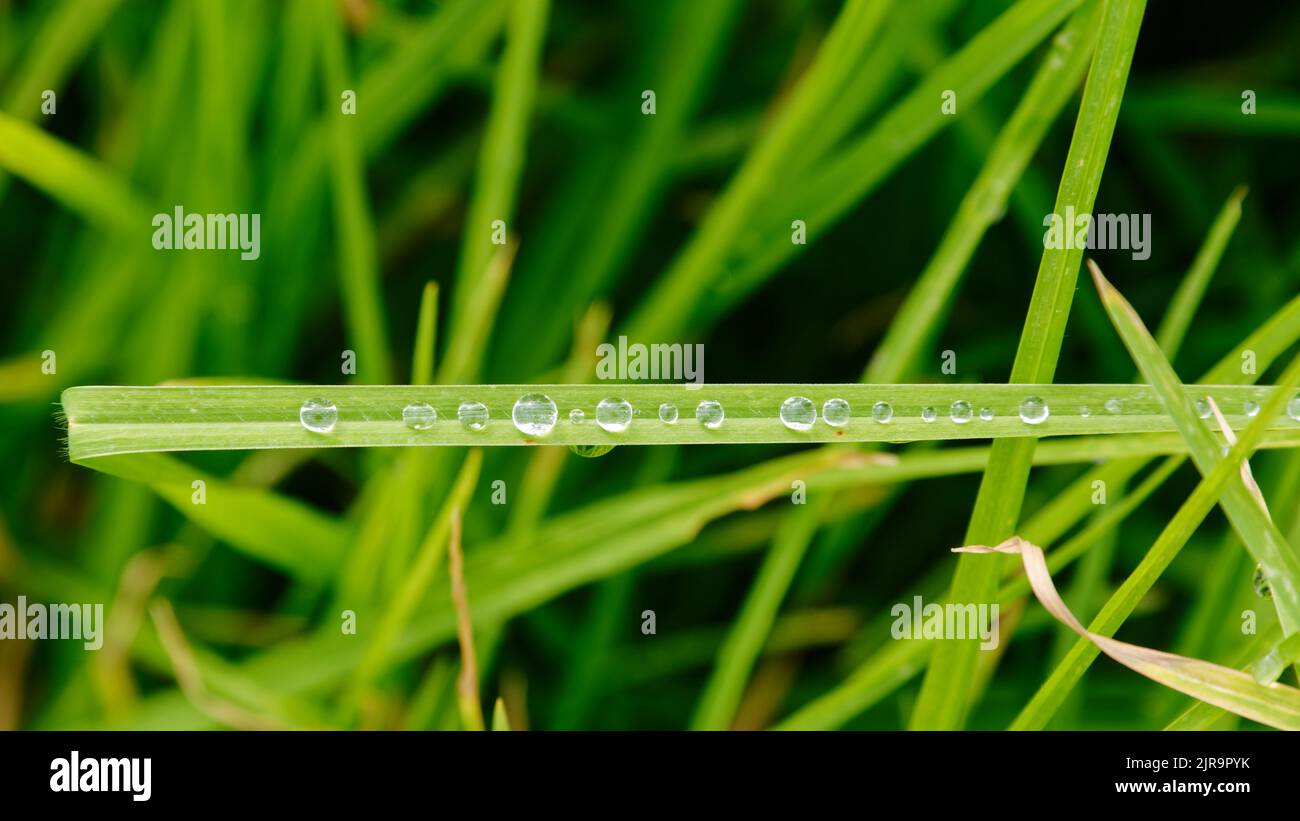 A blade of green grass has water droplets of different sizes running a long it. Stock Photo