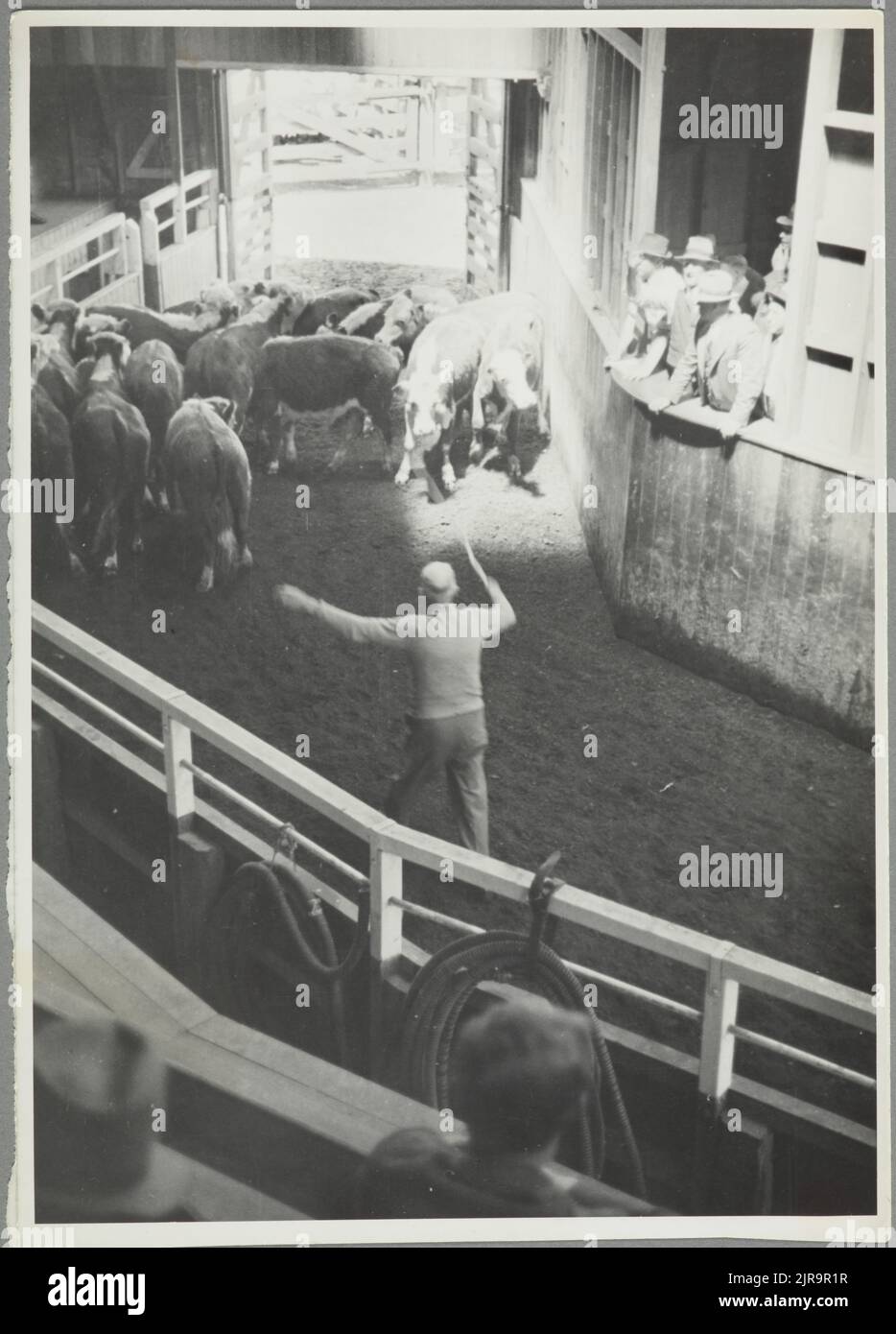 Waipukurau saleyards the rostrum hires stock photography and images
