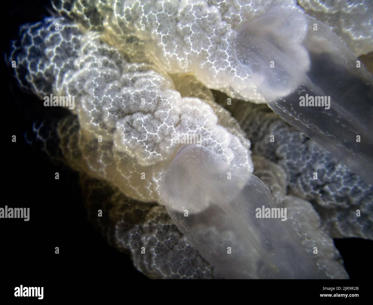 Barrel jellyfish (Rhizostoma pulmo) on the black background, night dive in Mediterranean sea Stock Photo