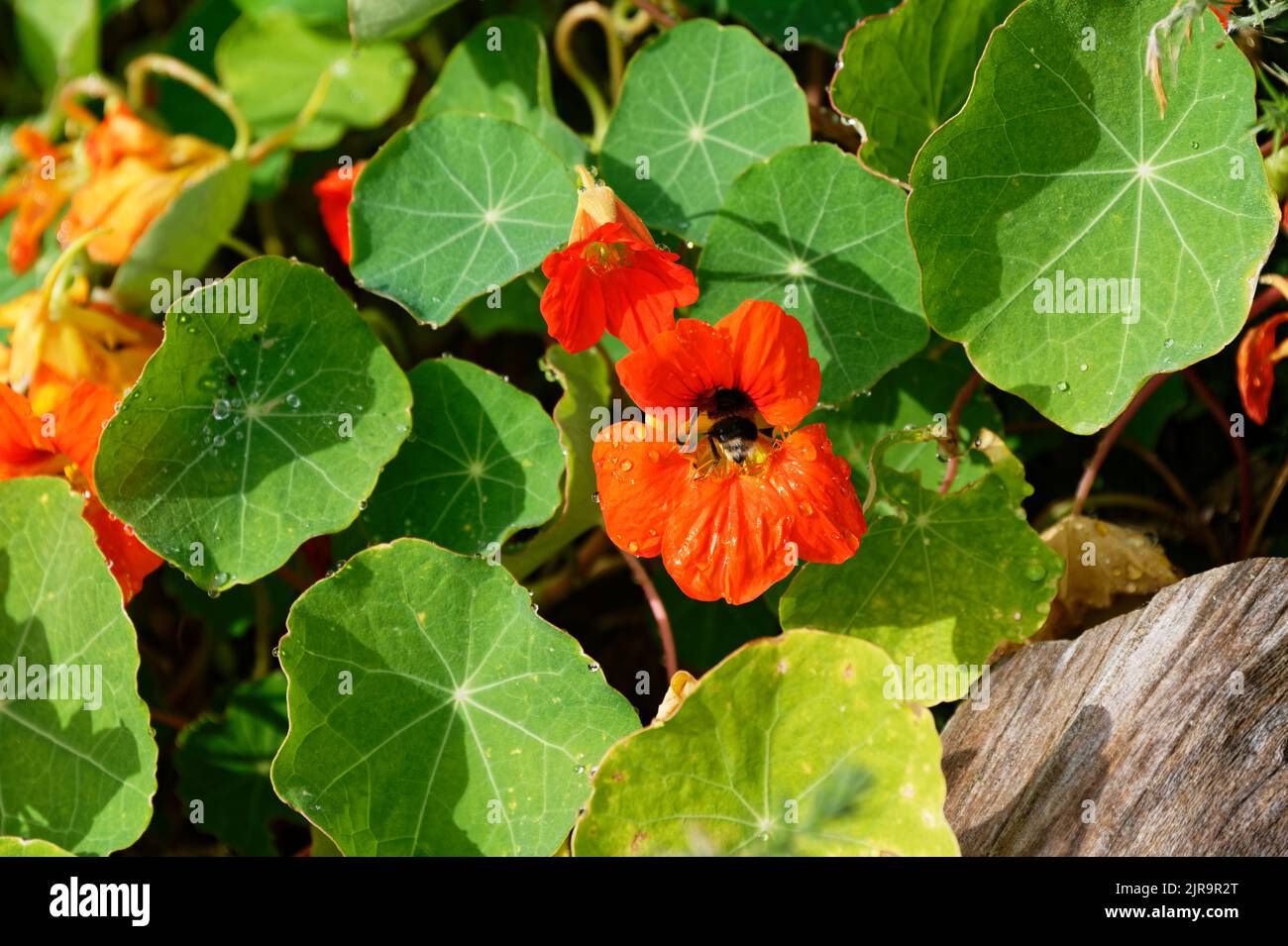 A bumble bee is enjoying a feed in a nasturtium flower, the flower has some water droplets on it Stock Photo