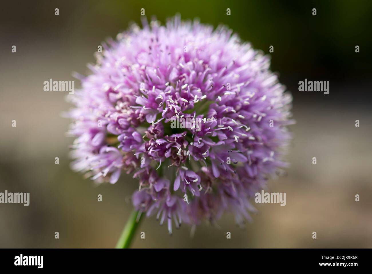 Allium caeruleum 'ornamental onion' Stock Photo