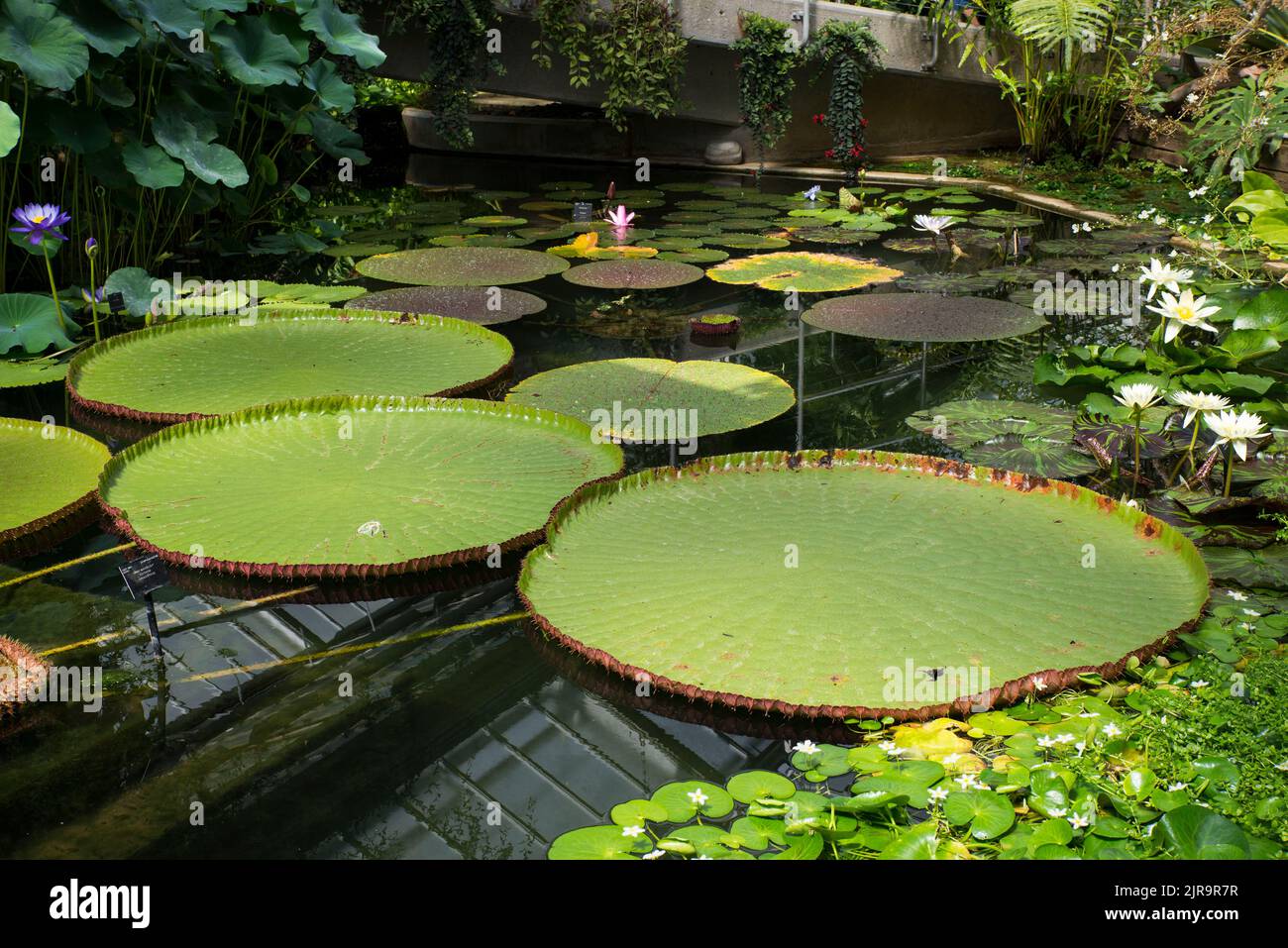 Victoria plant aka giant waterlily Stock Photo Alamy
