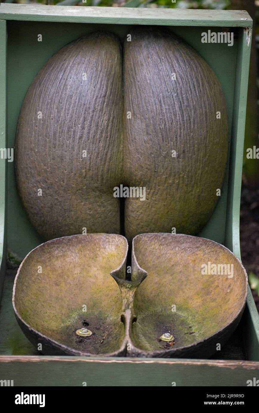 Double coconut seed Lodoicea maldivica at Kew Stock Photo - Alamy