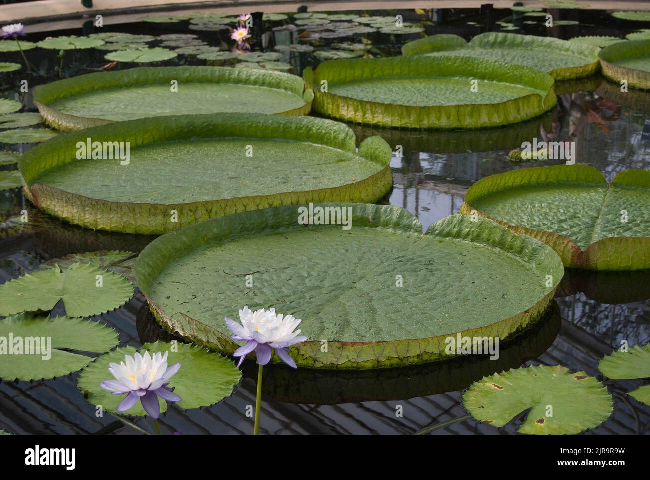 Victoria plant aka giant waterlily Stock Photo Alamy