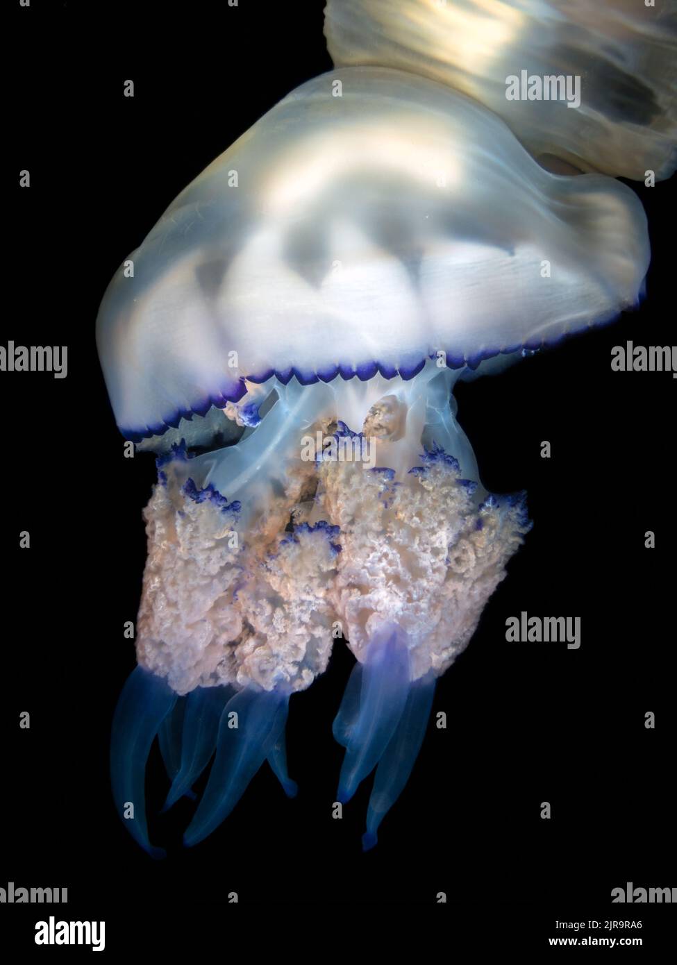 Barrel jellyfish (Rhizostoma pulmo) on the black background, night dive in Mediterranean sea Stock Photo