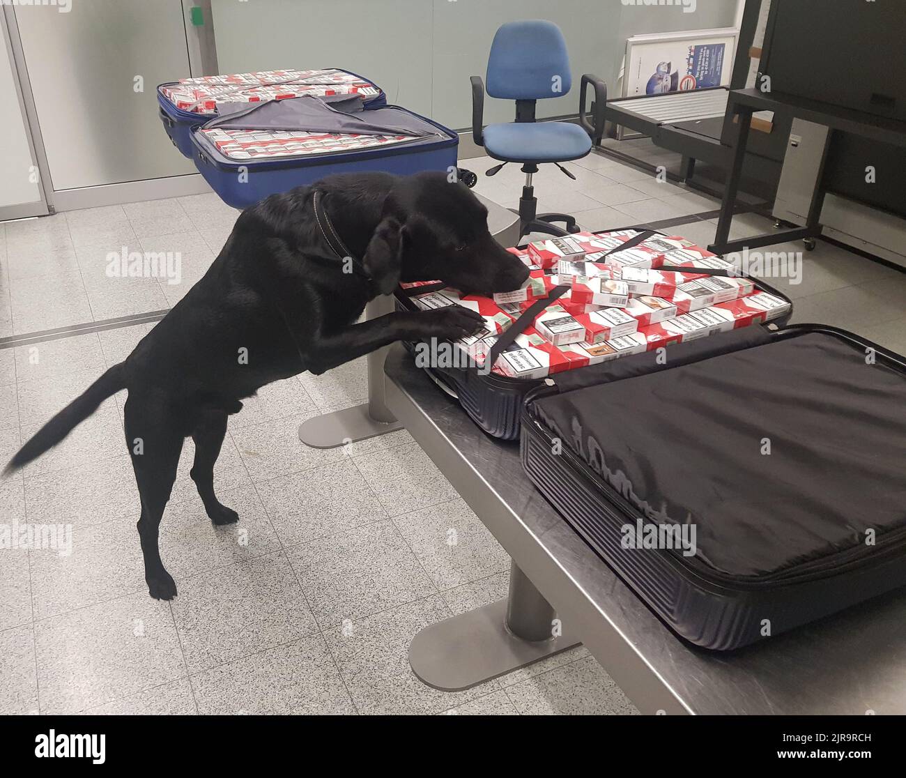 Lab, male Labrador retriever, sniffer dog for French Customs (tobacco and banknotes), winner of the national 2021 Hero Dog Awards, has detected more t Stock Photo