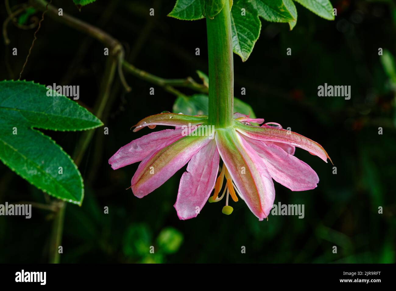 A view of the top of a banana passion fruit vine flower, which is an invasive weed in New Zeland Stock Photo
