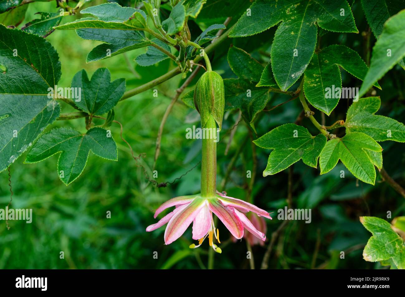 Considered an unwanted weed in New Zealand, the banana passionfruit vine is still very beautiful Stock Photo
