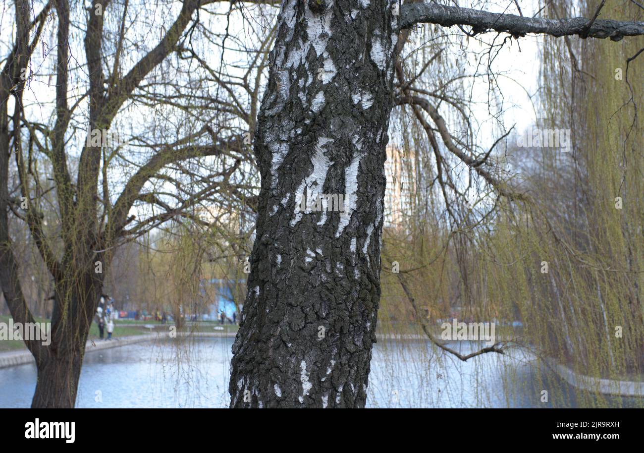 birch in park at dry sunny summer day Stock Photo - Alamy