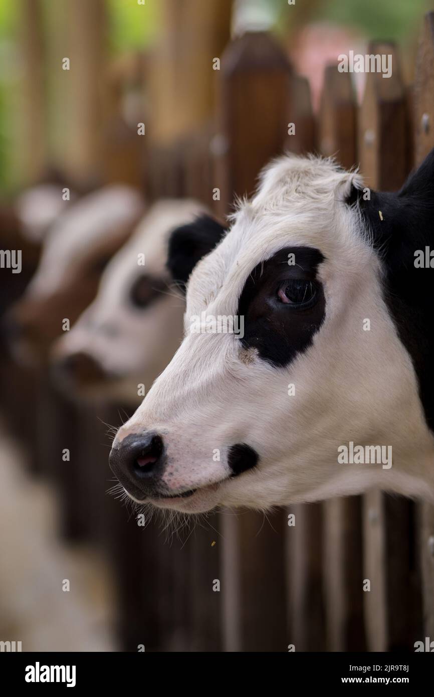 A vertical shot of a dairy cattle on the blurry background Stock Photo ...