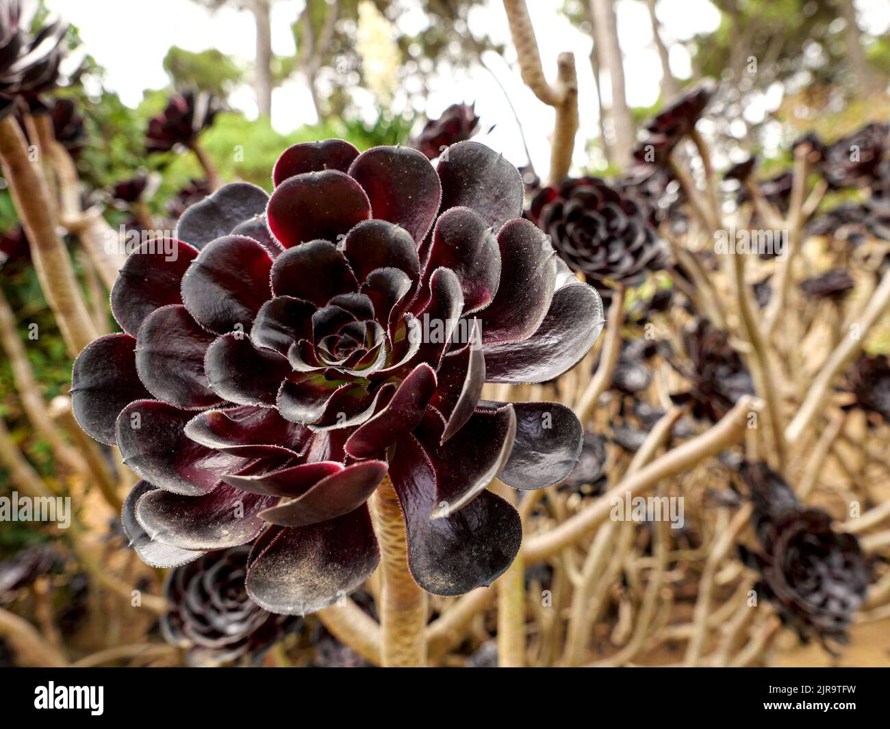 Aeonium Arboreum schwarzkopf, succulent plant, burgundy-black rosettes of leaves Stock Photo