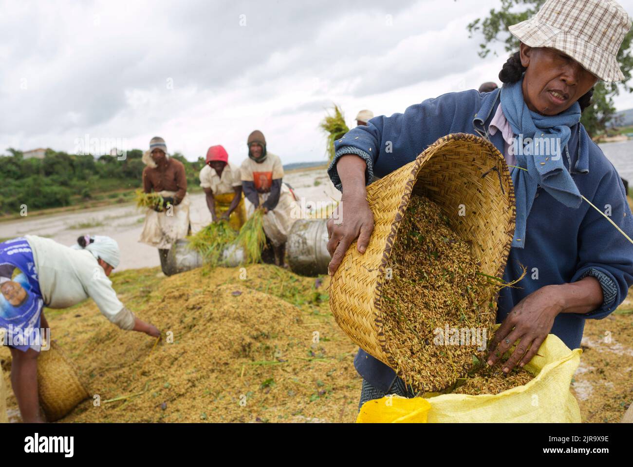 World rice production hi-res stock photography and images - Alamy