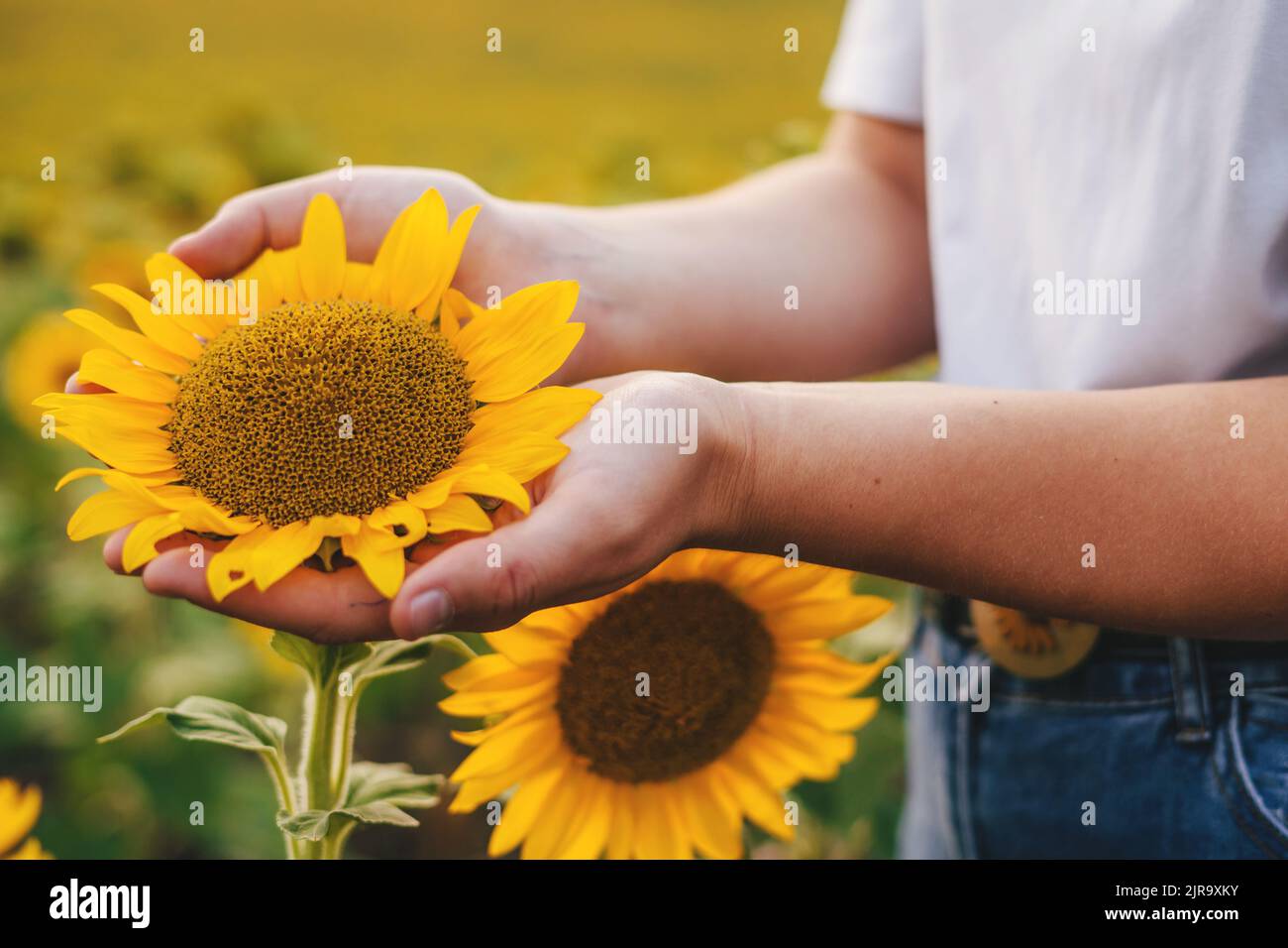 Woman carefully examining the sunflower she is holding in her hands in ...