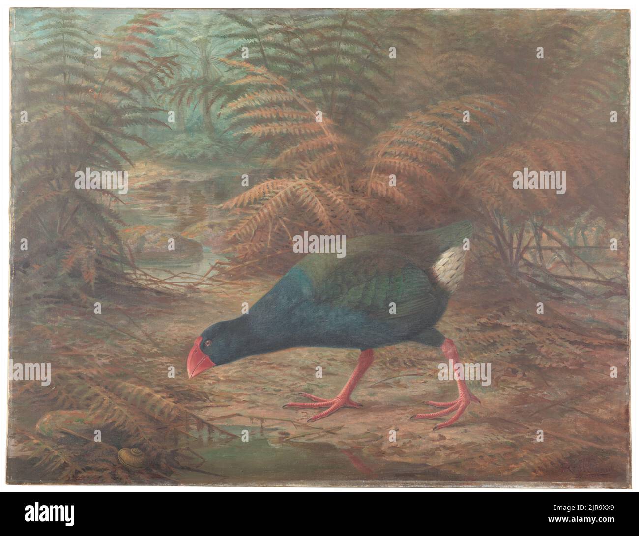 A moho takahe (Notornis mantelli), 1902, London, by Johannes Keulemans. Stock Photo