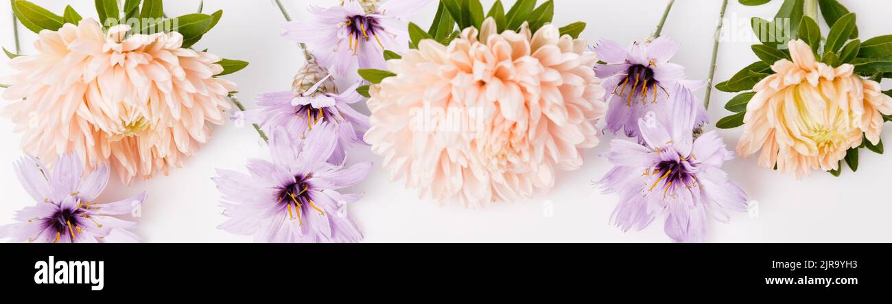 Autumn bottom border of dusty aster and dry blue flowers, floral banner isolated on white background. Top view with copy space. Stock Photo