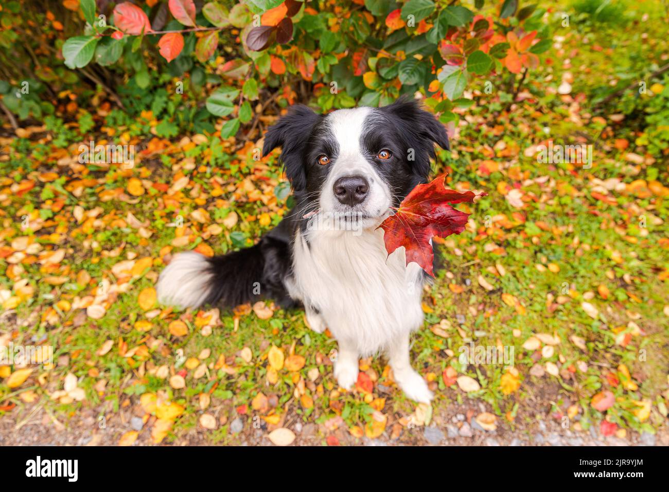 Funny puppy dog border collie with orange maple fall leaf in mouth