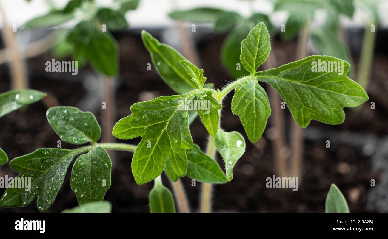 Growing tomatoes from seeds, step by step. Step 7 the sprouts have grown Stock Photo Alamy