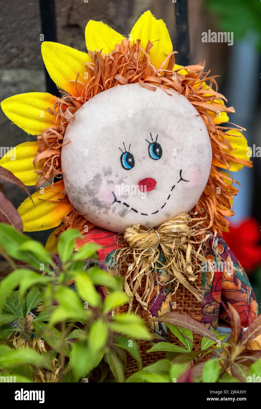Close up of Sunflower Scarecrow Doll, Flamstead Scarecrow Festival 2022 Stock Photo