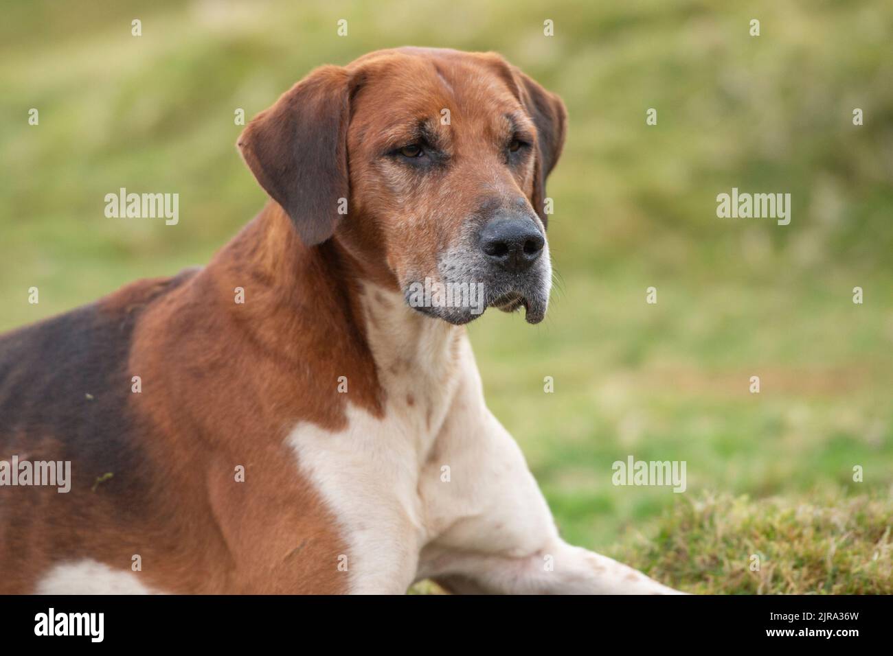 older foxhound lying down Stock Photo