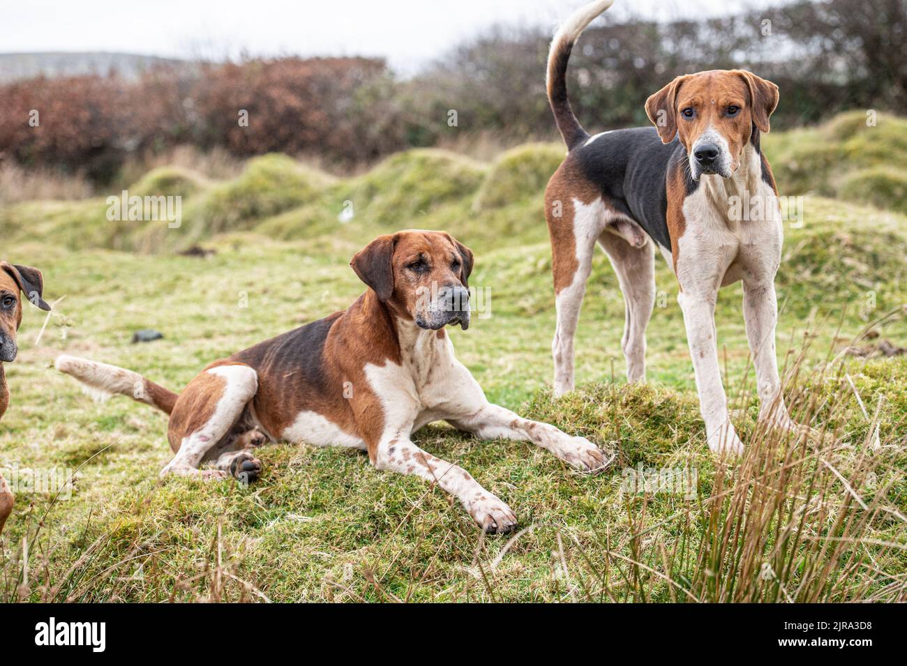 two foxhounds Stock Photo