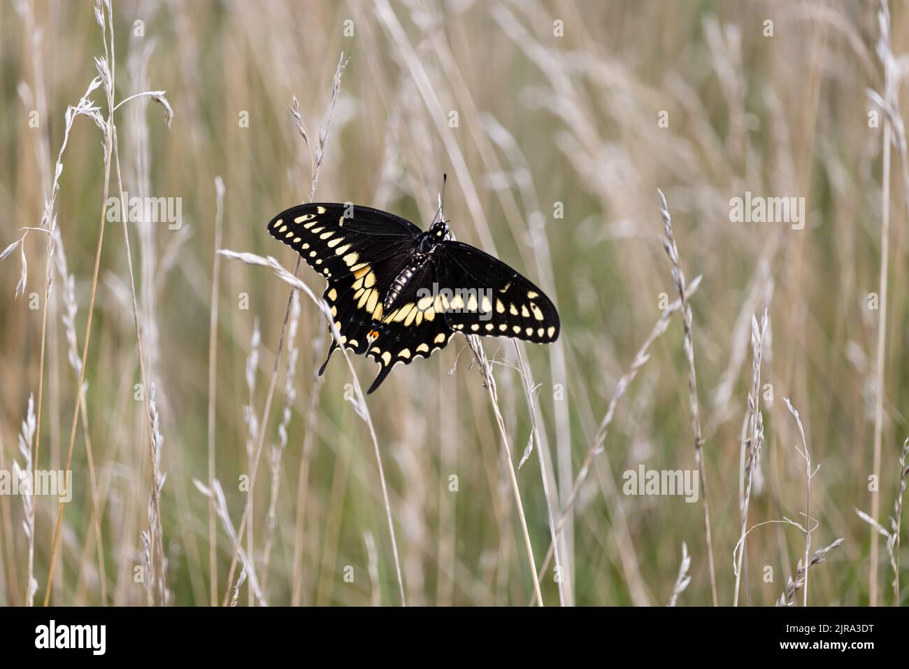 A female Eastern Black Swallowtail butterfly, Papilio polyxenes, with open wings fluttering in tall grass in spring, summer, or fall, in Pennsylvania Stock Photo