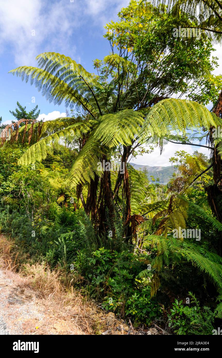 The New Zealand silver fern (Cyathea dealbata) is worn on All Blacks rugby shirts and is one of the symbols of New Zealand Stock Photo