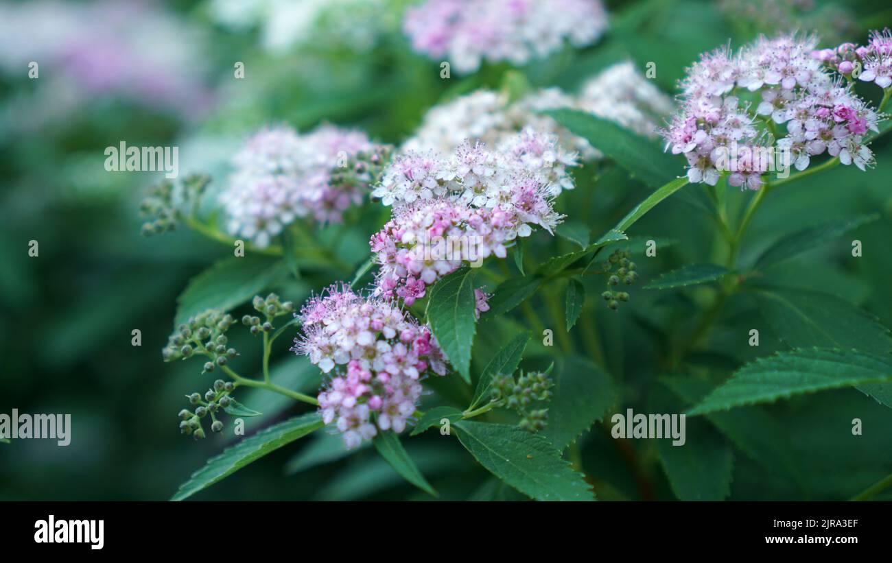 Japanese Spirea flowers in bloom in a summer garden. Stock Photo