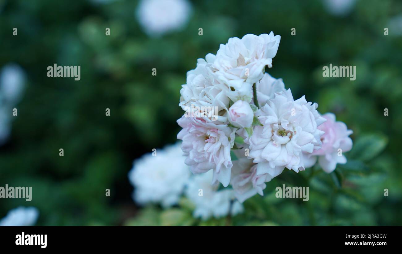 Polyantha roses in bloom in a summer garden. Stock Photo