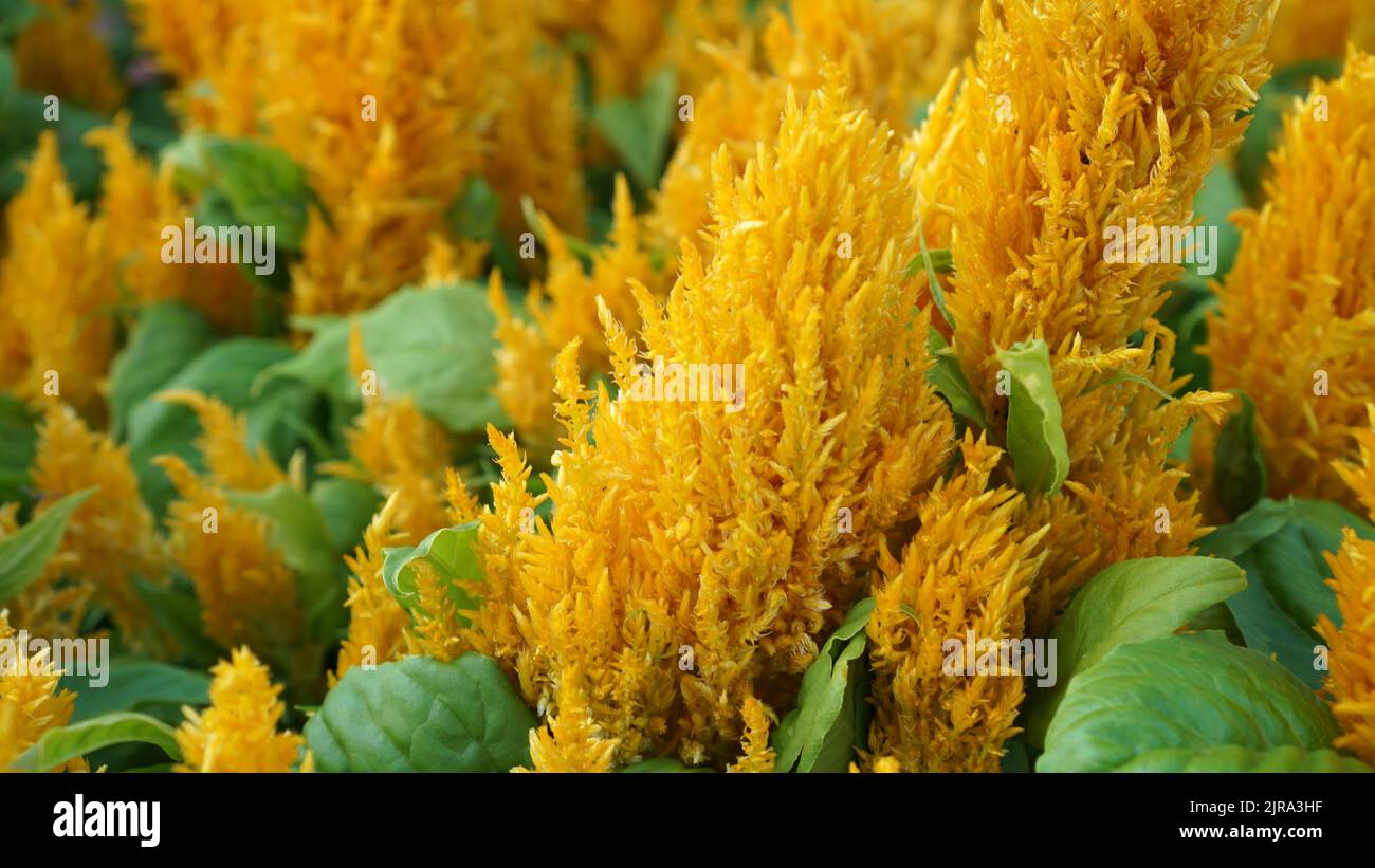 Yellow Improved Celosia in bloom in a summer garden. Stock Photo