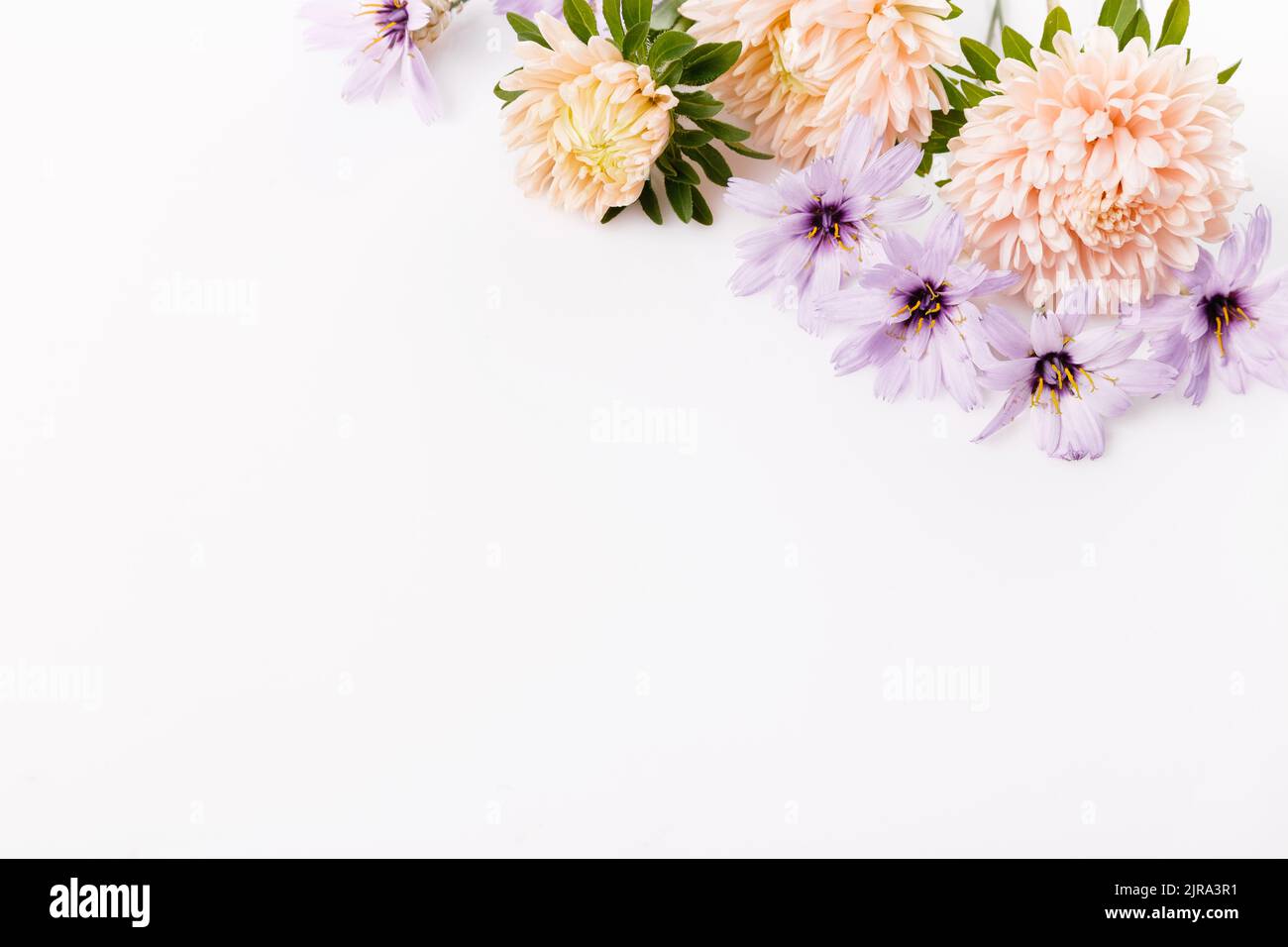 Autumn frame of dusty aster and dry blue flowers, floral composition isolated on white background. Top view with copy space Stock Photo