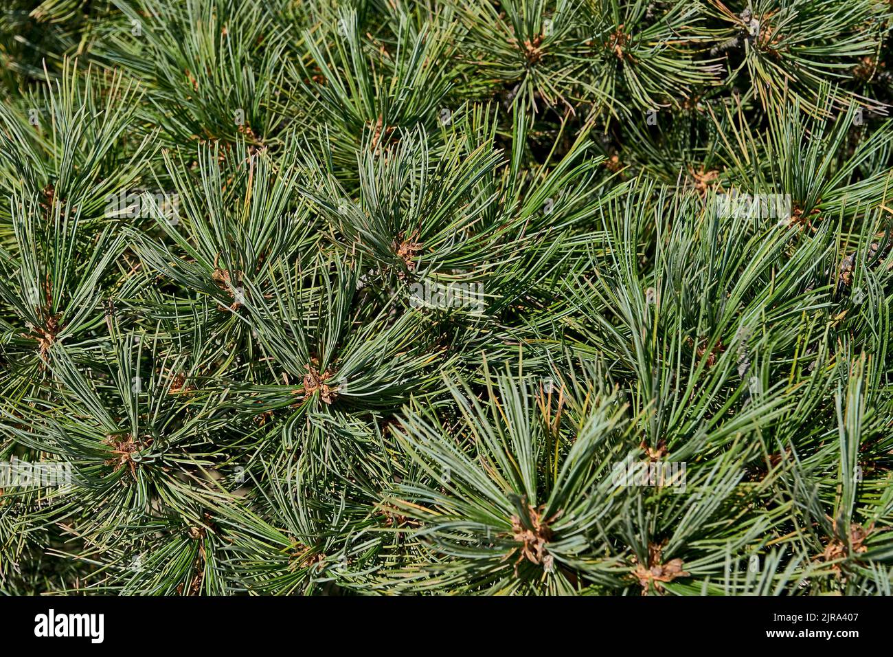 Coniferous plant cedar elfin, Pinus pumila. Siberia, Zabaikalsky National Park, lake Baikal, Russia. Stock Photo