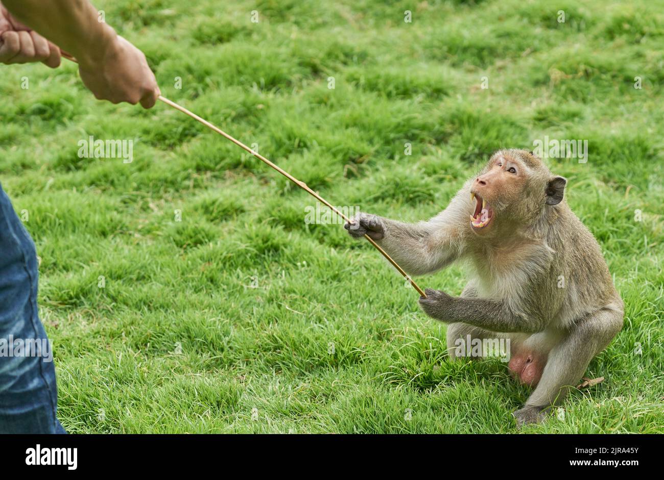 A very angry aggressive monkey. Stock Photo