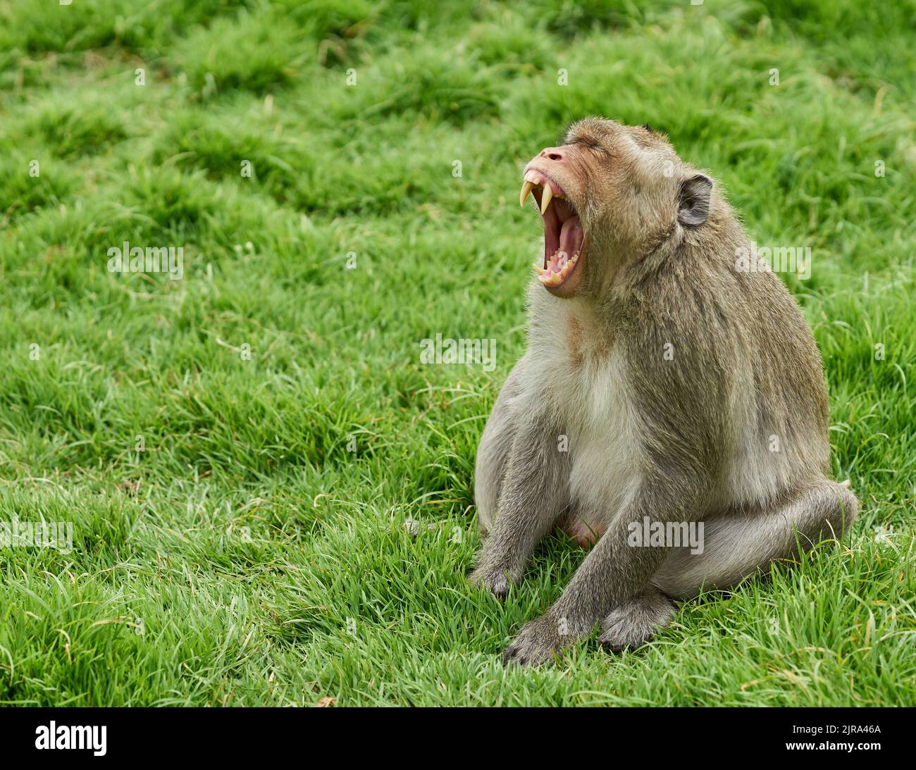 A very angry aggressive monkey Stock Photo - Alamy
