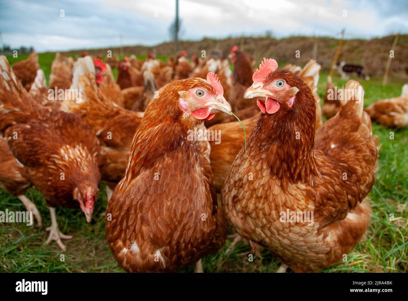 Lohman free-range hens, Isle of Man, UK Stock Photo