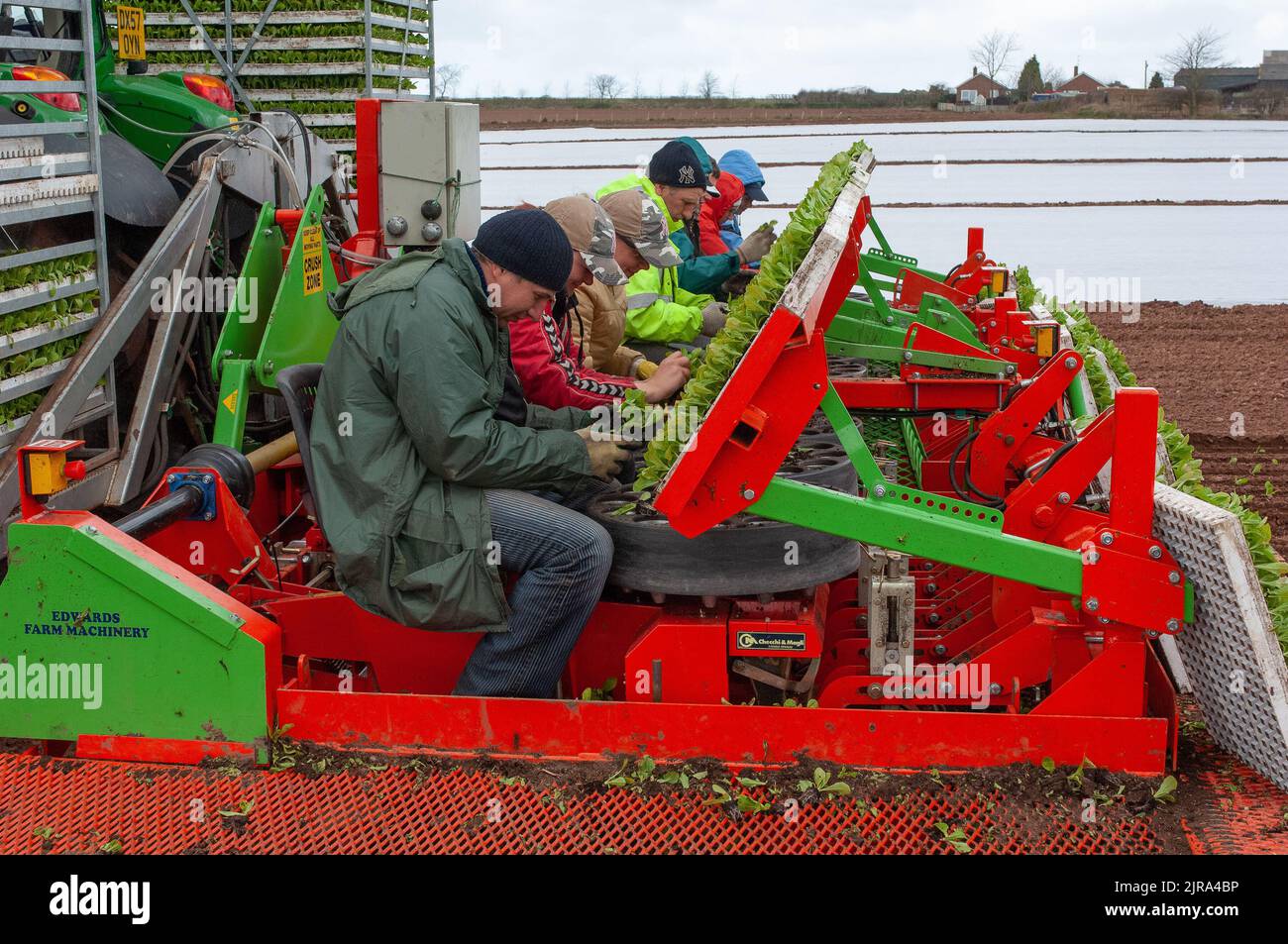Workers on a 16 row machine planting Iceberg lettuce, Shropshire, UK Stock Photo