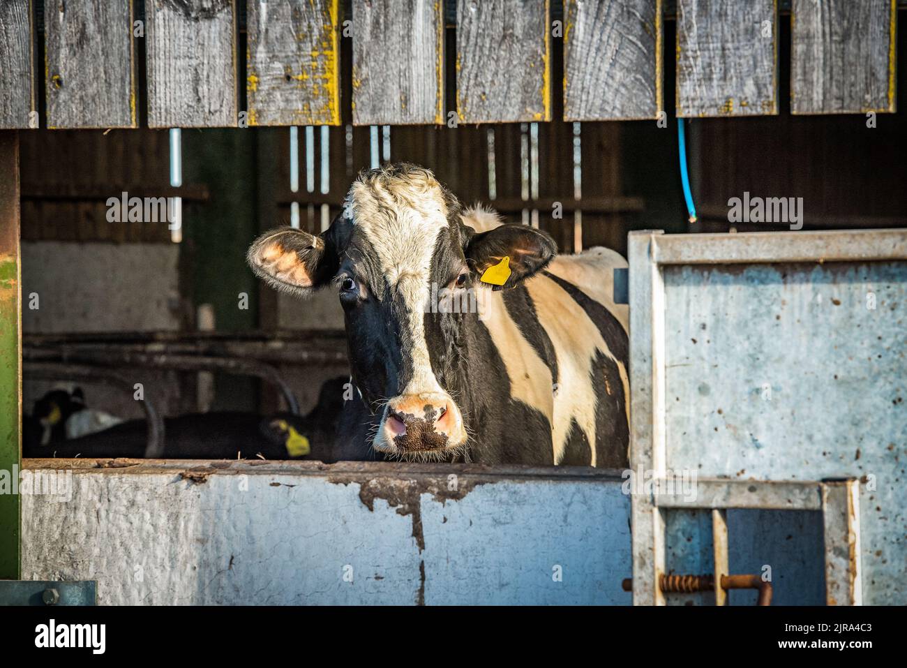 A dairy cow looking out of a farm building, Cheshire, UK Stock Photo