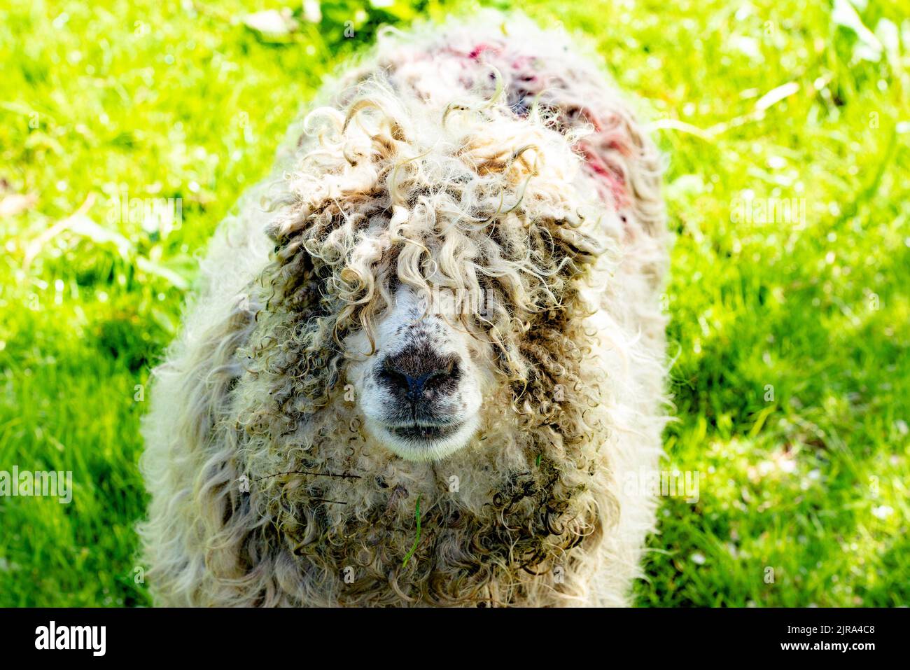 Close-up of a Grey Faced Dartmoor ewe, Lancashire, UK Stock Photo