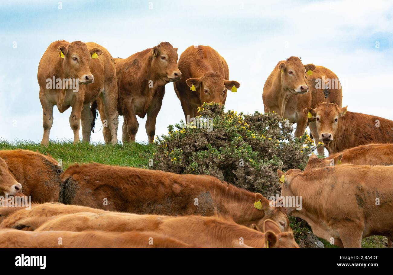 Limousin cattle, Wales, UK Stock Photo