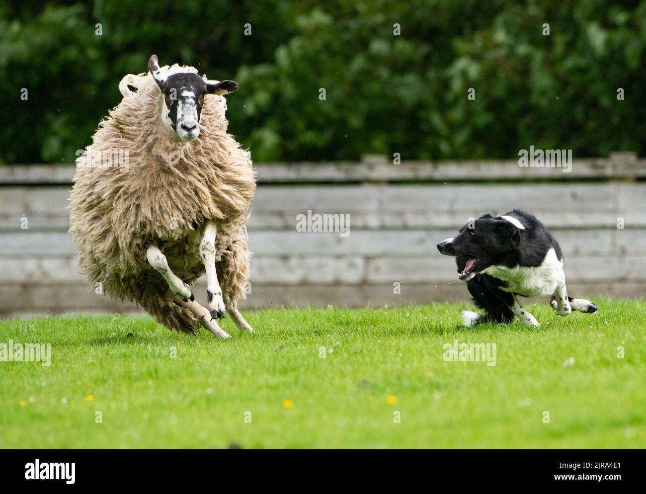 A Border Collie sheepdog herding a ewe sheep at a sheepdog sale, Skipton, North Yorkshire, UK Stock Photo