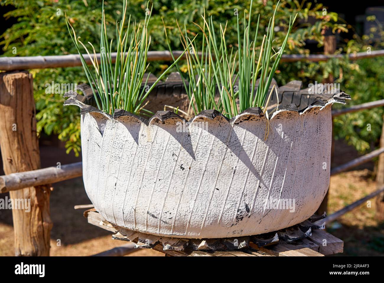 A greta use for recycled rubber tires, used to grow vegetables and herbs in. Stock Photo