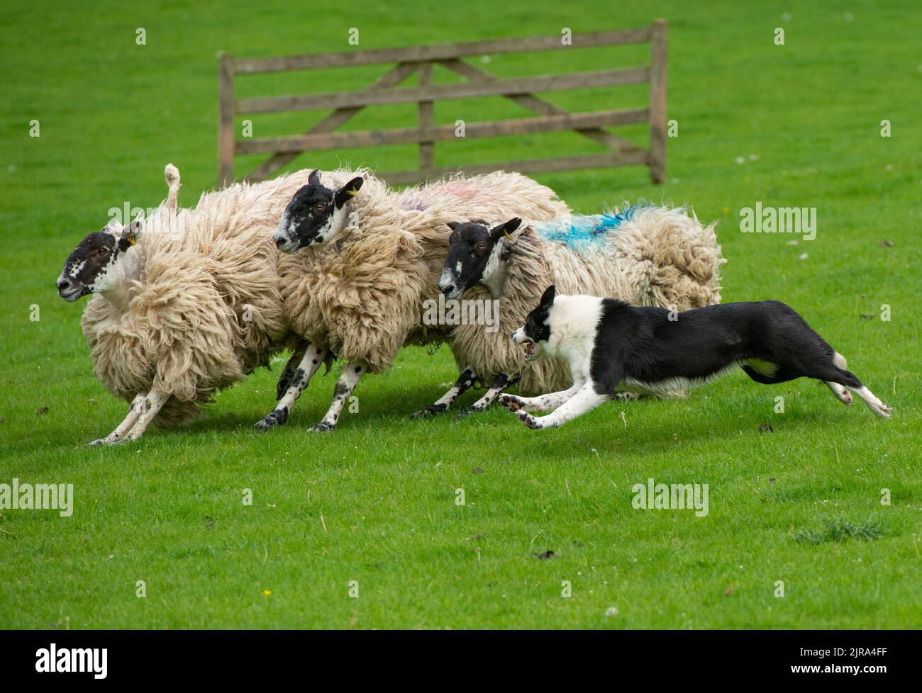 A Border Collie sheepdog herding sheep at a sheepdog sale, Skipton, North Yorkshire, UK Stock Photo