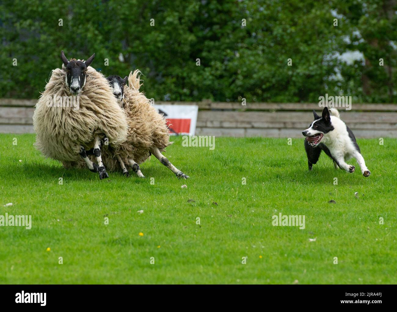 A Border Collie sheepdog herding sheep at a sheepdog sale, Skipton, North Yorkshire, UK Stock