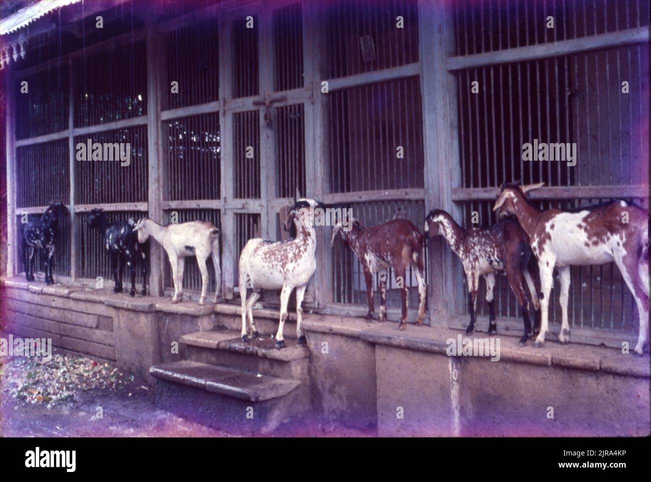 Goats Hiding from Rains, Gujrat, India Stock Photo Alamy