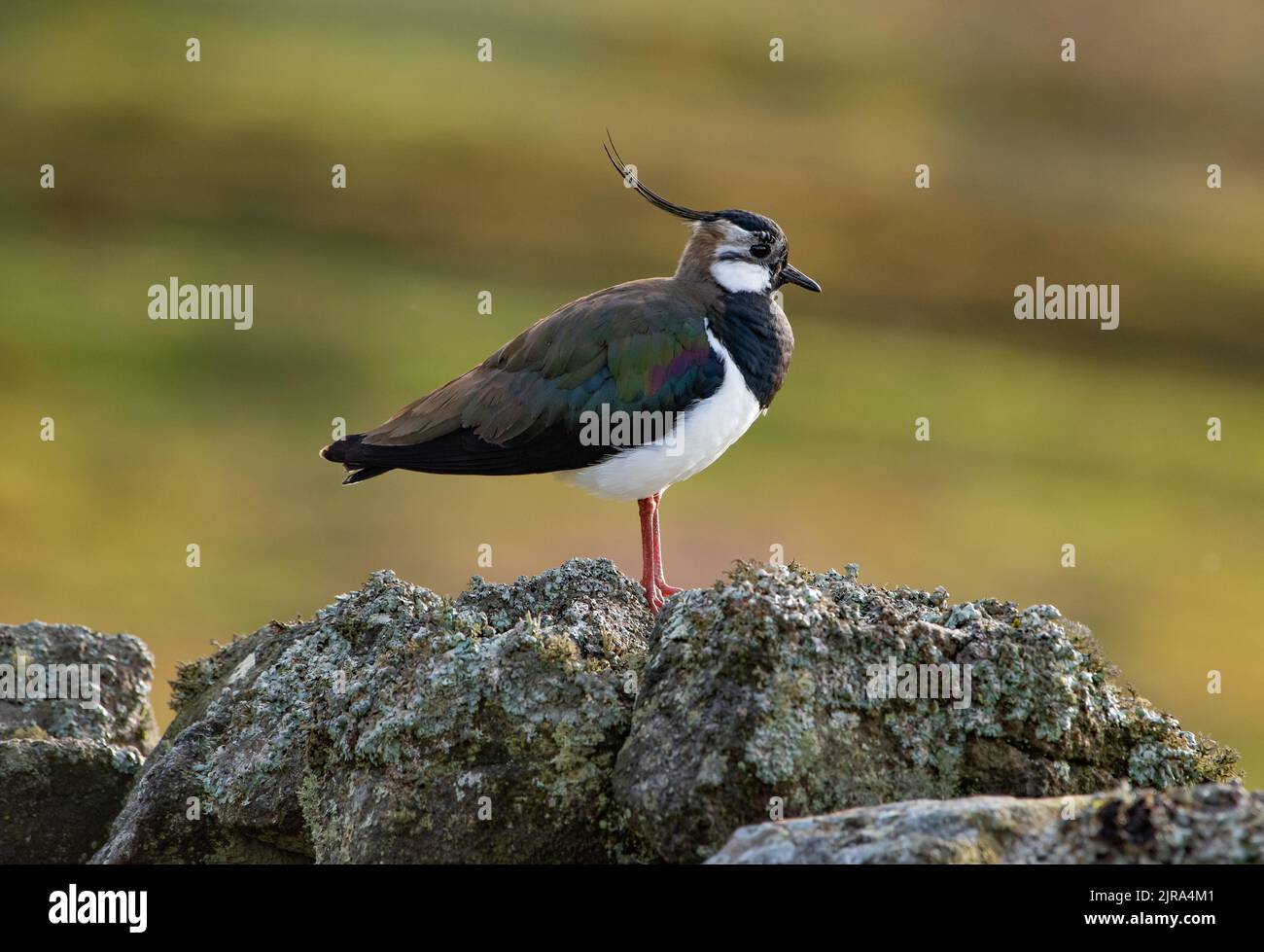 A lapwing on a stone wall, Swaledale, North Yorkshire, UK. Stock Photo