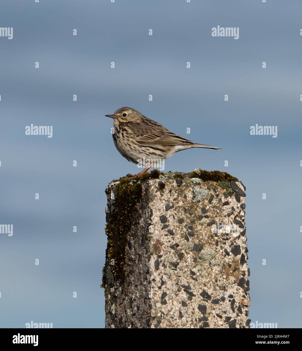 A meadow pipit on a concrete fence post, Swaledale, North Yorkshire, UK. Stock Photo