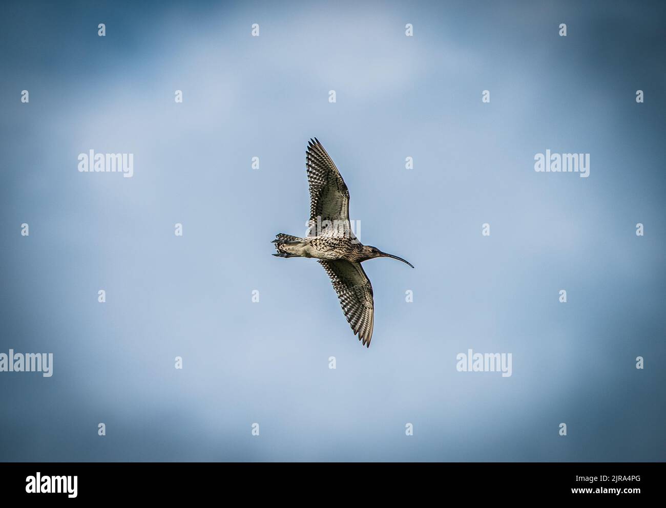 A curlew flying over Askrigg Common, Yorkshire Dales, Richmondshire, North Yorkshire. Stock Photo
