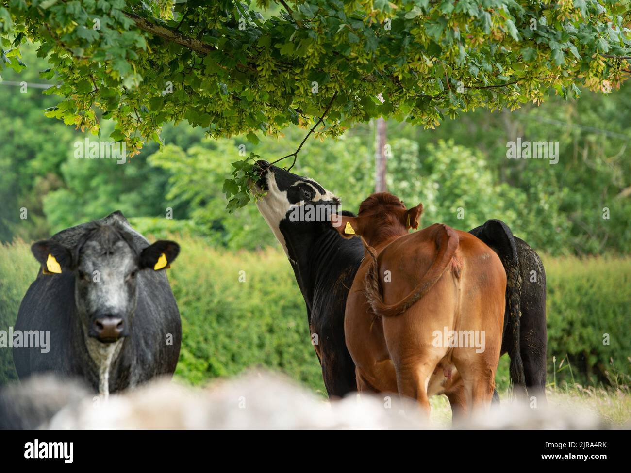 Beef cattle eating the leaves on a tree near Hawick, Scottish Borders, UK Stock Photo