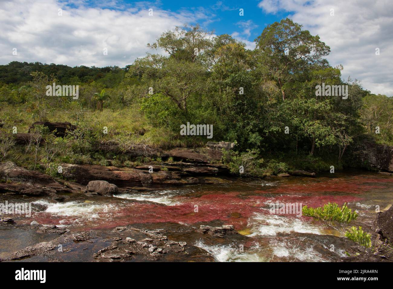 A view of the Cano Cristales, known as the Rainbow River, in the Serrania de La Macarena National Park in Colombia Stock Photo
