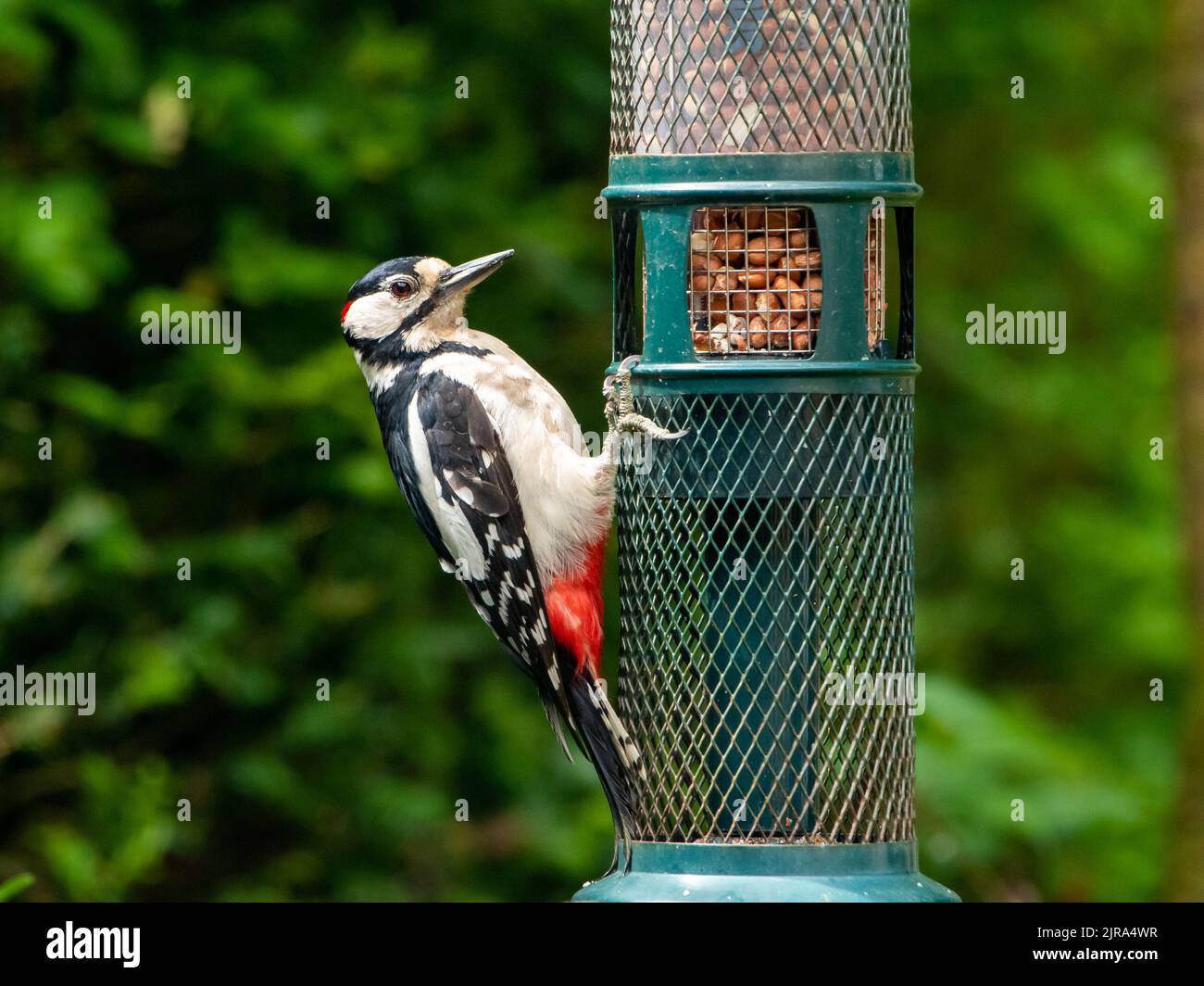 A Great spotted woodpecker, Chipping, Preston, Lancashire, UK Stock Photo