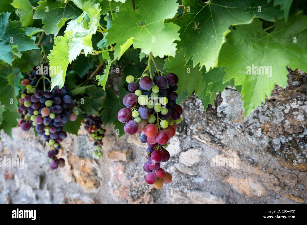 mixed colored grape-vine in front of a typical wall in France Stock Photo